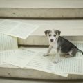 worried dog with music notes